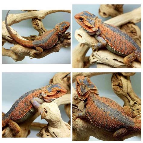 A Guide To Bearded Dragon Mutations And Genetic Traits