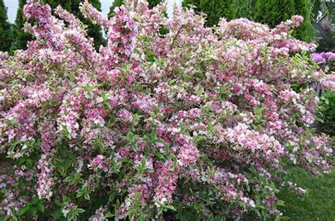 While many flowering shrubs bloom best in full sun, there are plenty of options for shady spots in your yard too. Top 10 Flowering Shrubs | Flowering bushes, Flowering ...