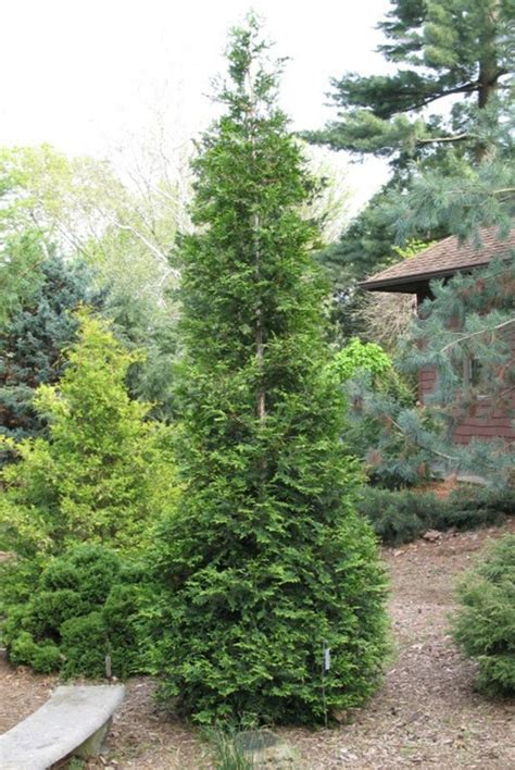 We did not find results for: Pokok Evergreen - pembezaan