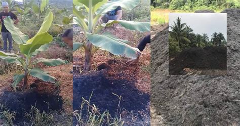 Berikut adalah cara tanam pisang berangan: Cara Tanam Pisang Yang Betul - MY INFO BERITA