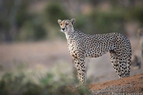 Burrard Lucas Big Cats Animal Photography Cheetah Panther Cute