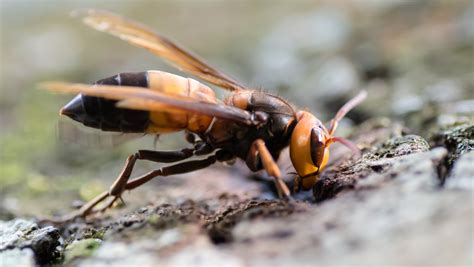 A murder of one blue morning, blue morning wrapped in strands of fist and bone. Researchers Map Possible Murder Hornet Spread in the US ...