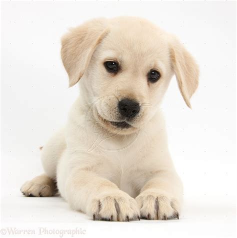 White english lab puppies for sale. Does Your Adorable Labrador Love the Camera? Show Us ...