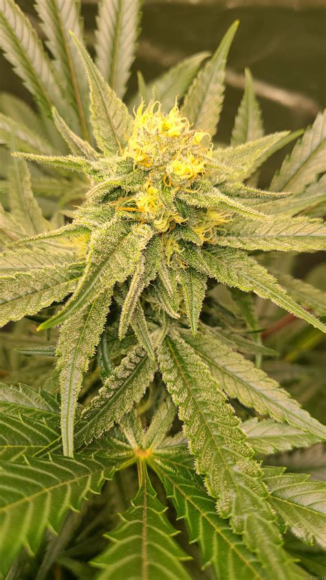 Pineapple Express G13 Labs Cannabis Strain Gallery