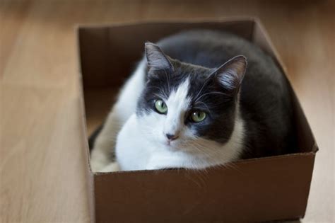 Clean • odorless • space saving • ada compliant. Why cats can't resist (even a phony) box | Earth | EarthSky