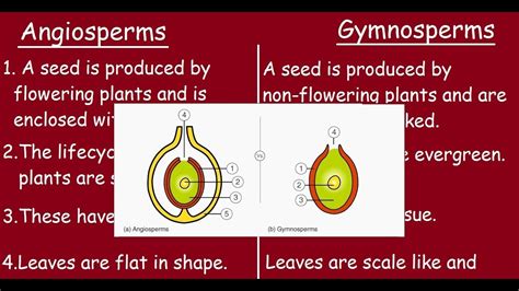 Angiosperms Vs Gymnosperms Quick Differences In 3 Minutes Youtube