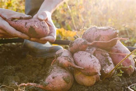 Growing Sweet Potatoes How To Grow When To Harvest Better Homes