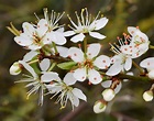 Blackthorn Flowers - Tree Guide UK