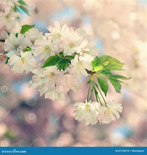 Beautiful Blossom Tree Nature Scene With Sun On Sunny Day Spring