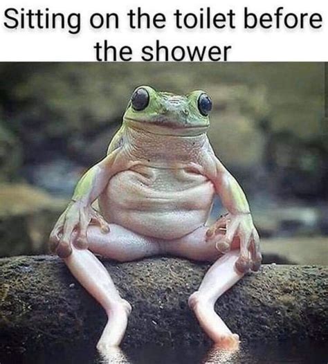 untitled funny memes funny frogs funny