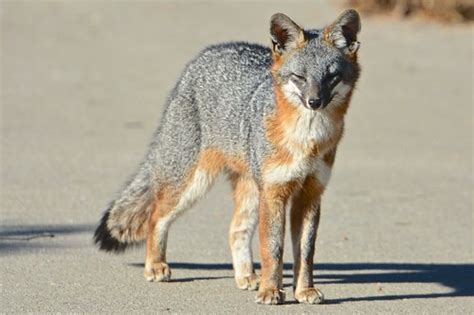 Grey Fox Urocyon Cinereoargenteus · Inaturalistca