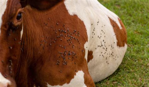 fly control for cattle ~ 4 methods to consider based on your situation