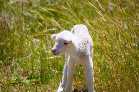 Baby Lamb Newborn Sheep Standing On Grass Field Stock Photo By