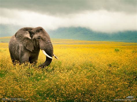 National Geographic Wallpapers Top Free National Geographic