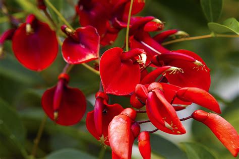 Fotos Gratis Flor Pétalo Rojo Selva Produce Tropical Botánica
