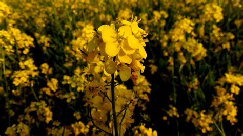 Mustard Flower सरसों का फूल सरसों का खेत Mustard Field Mustard