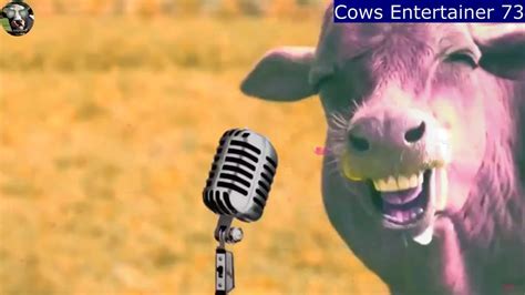 Funny Cow Dance 73 Cow Funny Mooing Sounds And Cow Funny Videos Cows Entertainer Youtube