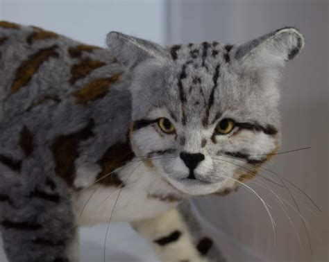 Andean mountain cats are significant predators of mountain chinchillas, mountain viscachas, and possibly other vertebrate species of small to medium size throughout their range, having an effect on their populations. Andean Cat Endangered Facts. Andean Mountain Cat Facts ...