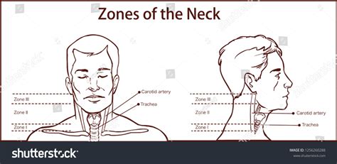 Zones Of The Neck Vector İllustration Royalty Free Stock Vector