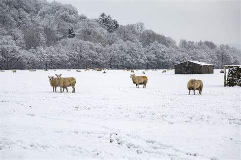 Sheep In Snow Free Stock Photo Public Domain Pictures