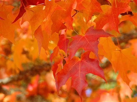 Fall Tree Leaves Art Prints Orange Red Autumn Photograph By Patti