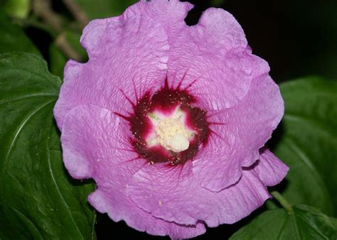 Rose Of Sharon Free Stock Photo Public Domain Pictures