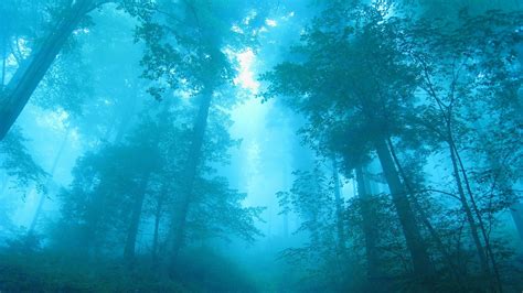 Blue Forest Trees Mist Fog Hd Wallpaper Nature And Landscape