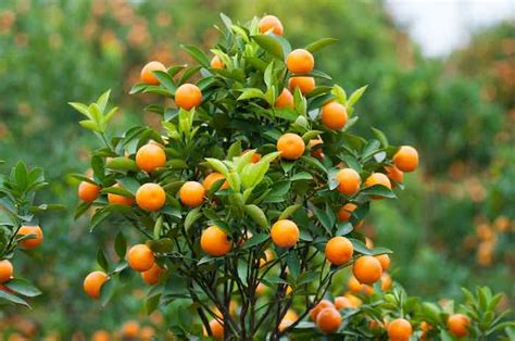 Satsuma Orange Tree Minneopa Orchards