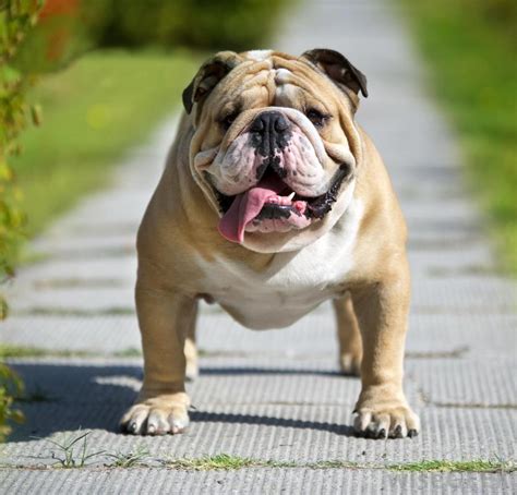 30 English Bulldog Photos And Facts Definitely Special Dogs Fallinpets