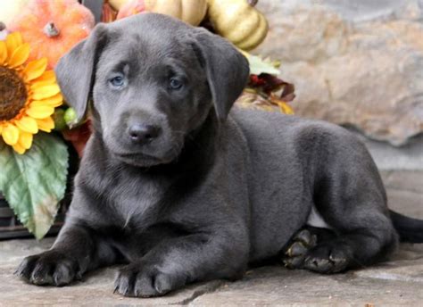 Charcoal Lab Puppies For Sale In Nc Akc Registered Charcoal Labrador