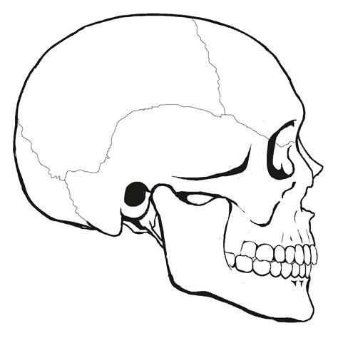 Simple Skull Side Drawing At Getdrawings Free Download
