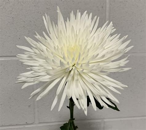 Chrys Fuji White Anastasia Disbudsmums Chrysanthemum Flowers By