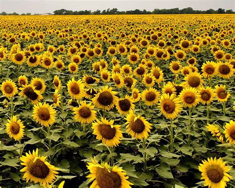 Sunflower Heaven Sunflower Fields Daily Photo