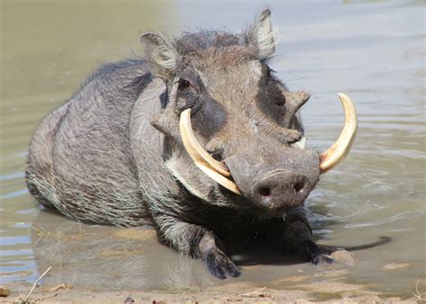 10 Things You Didnt Know About African Warthogs Afktravel