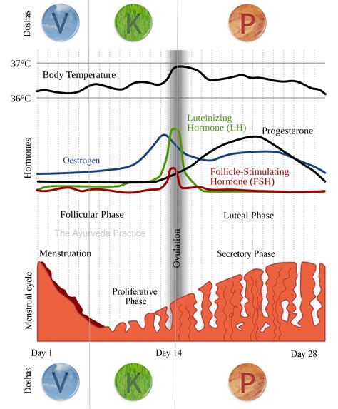 Menstrual Cycle Phases Chart