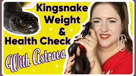 Snake Vlog Mexican Black Kingsnake Weight Health Check Youtube