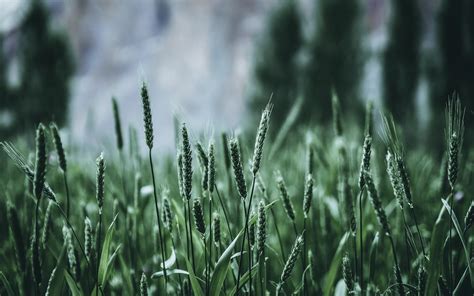 Green Wheat Fields Wallpapers Wallpaper Cave