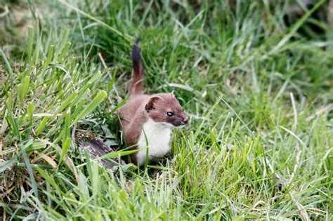 How To Tell The Difference Between A Stoat And A Weasel Discover Wildlife