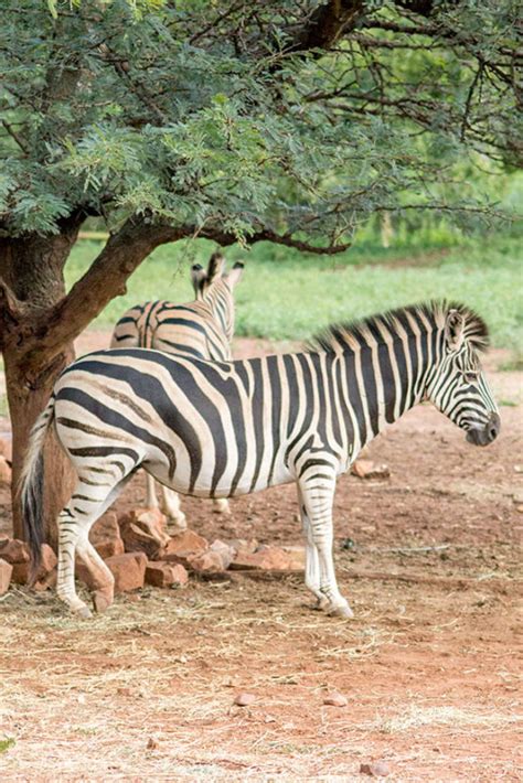Plains Zebra National Zoological Garden Pretoria
