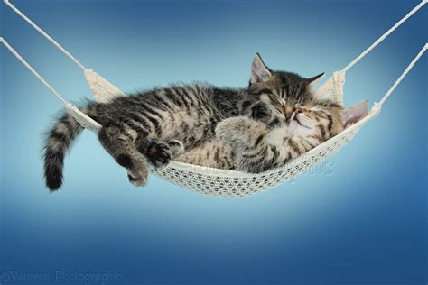 Cute Tabby Kittens Sleeping In A Hammock Blue Background Photo Wp39554
