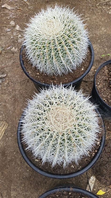 #ec90 exact crested echinocactus grusonii golden barrel h 4.5 w 7.5. White Barrel Cactus VERY RARE! for Sale in Valley Center ...