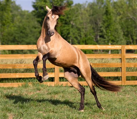 Lusitano Horse Breed Information History Videos Pictures