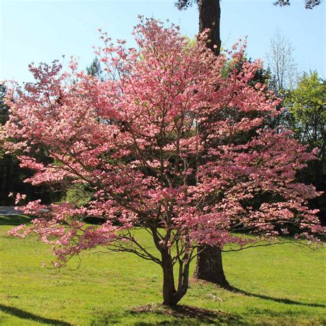 Red Dogwood Trees For Sale