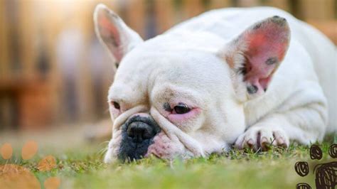 3 Ways To Treat Common French Bulldog Allergies At Home Petlity