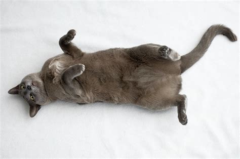 Cat Rolling On Its Back Photograph By Ska Pixels