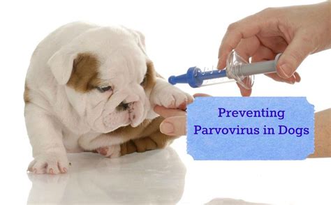 Preventing Parvovirus It Could Save Your Best Friend Stay At Home Mum