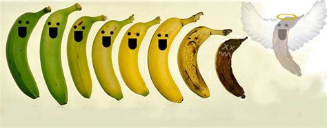 But beforehand the females secrete themselves into crevices, under bark, or within cracked twigs. Banana life cycle by Mamiph on DeviantArt