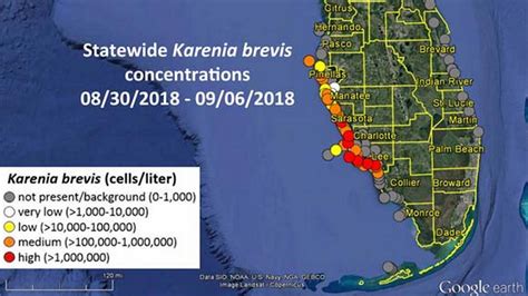 Whats The Latest Red Tide Report In Manatee County FL Bradenton Herald