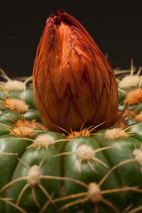 Strawflower Cactus Notocactus Uebelmannianus © 2012 Dave Flickr