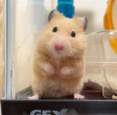 Cute Hamsters에 있는 Ayana Forward님의 핀 2022 아기 동물 귀여운 동물 귀여운 아기 동물